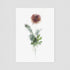Pink Ranunculus Floral Postcard